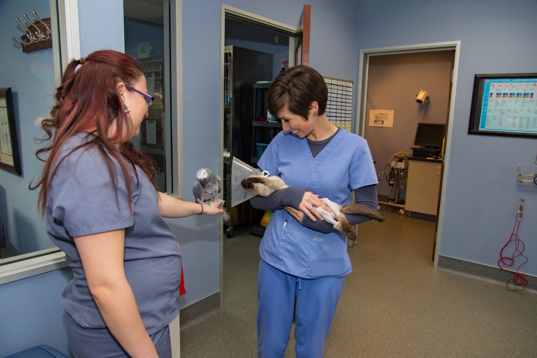 Surgical Procedures For Your Pets Orchard View Veterinary Center